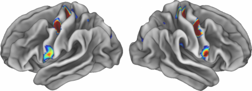 Lee más sobre el artículo Una zona del cerebro funciona como “vínculo literal” entre cuerpo y mente